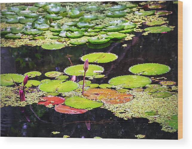 Estock Wood Print featuring the digital art Water Lilies #2 by Lumiere
