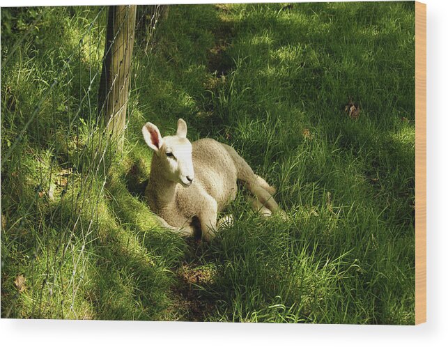 Cumbria Wood Print featuring the photograph 20/06/14 KESWICK. Lamb In The Woods. by Lachlan Main