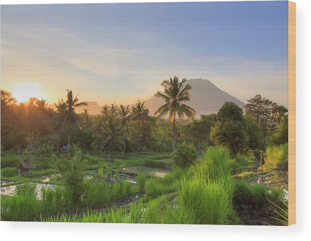 Tranquility Wood Print featuring the photograph Indonesia, Bali, Rice Fields And #20 by Michele Falzone