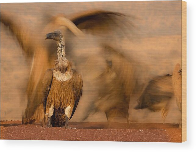 Vulture Wood Print featuring the photograph #26 by Amnon Eichelberg