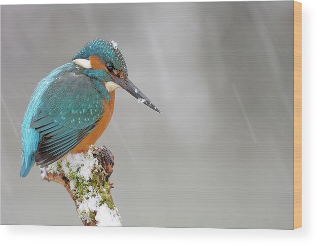 Estock Wood Print featuring the digital art Kingfisher #3 by Manfred Delpho