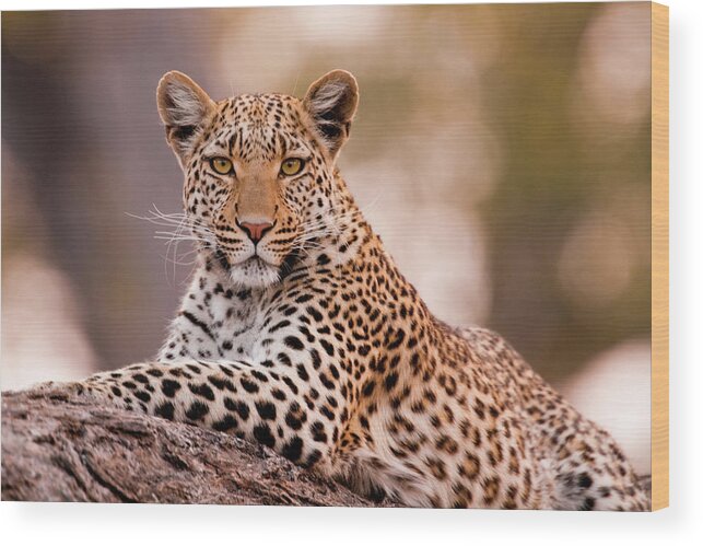 Botswana Wood Print featuring the photograph Leopard, Chobe National Park, Botswana #3 by Mint Images/ Art Wolfe