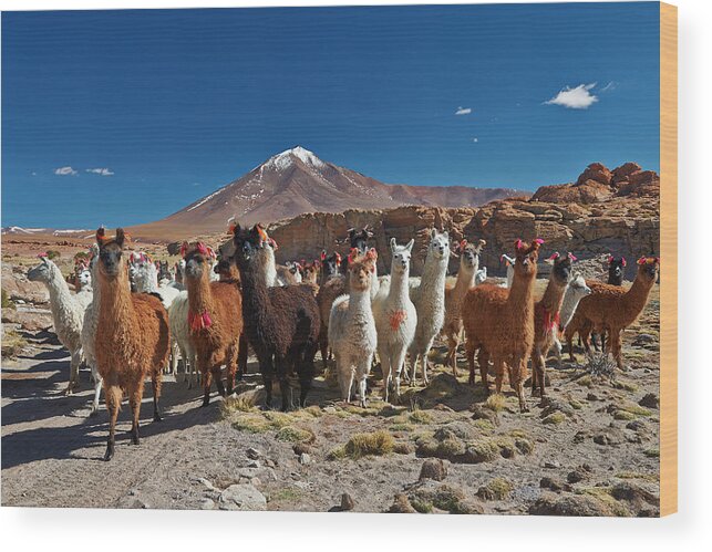 Scenics Wood Print featuring the photograph Llama Lama Glama #3 by Juergen Ritterbach