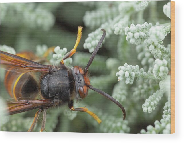 Insect Wood Print featuring the photograph Real Vespa Velutina Or Assian Wasp Macro #3 by Cavan Images