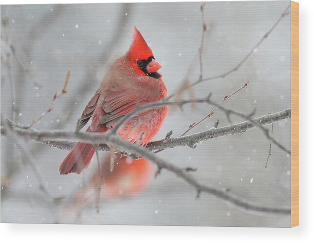 Cardinal Wood Print featuring the photograph Snowy Cardinal by Brook Burling