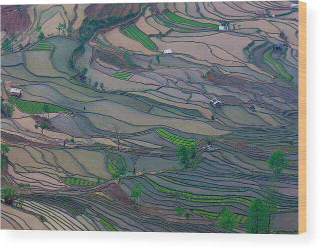 Chinese Culture Wood Print featuring the photograph Terraced Rice Paddy Fields, Yuanyang #3 by Mint Images/ Art Wolfe