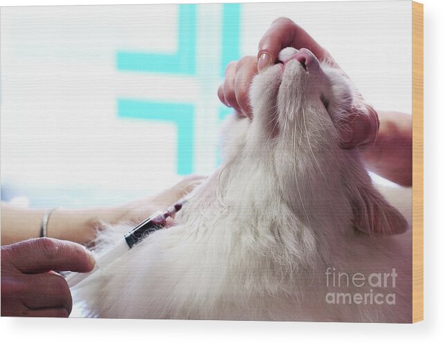 Check Wood Print featuring the photograph Vet Treating A Cat #3 by Mauro Fermariello/science Photo Library
