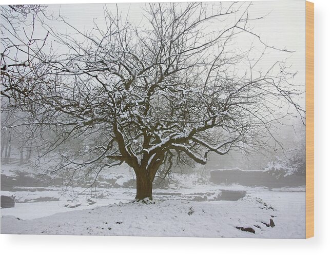 Rivington Wood Print featuring the photograph 30/01/19 RIVINGTON. Japanese Pool. Snow Clad Tree. by Lachlan Main