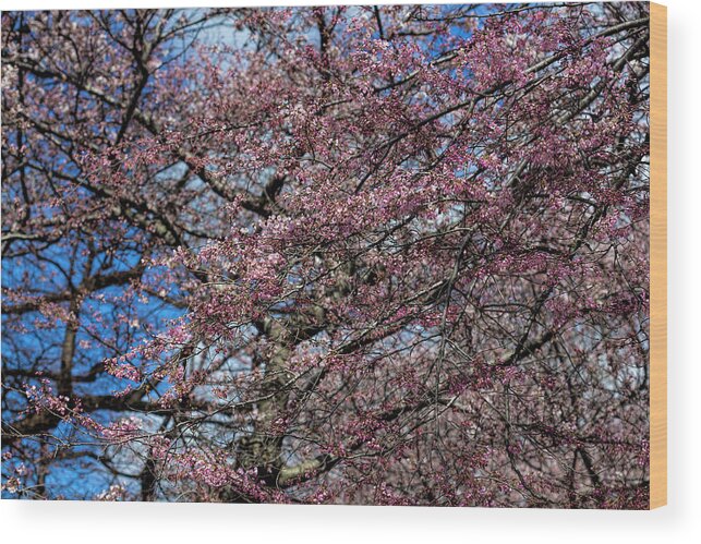 Cherry Blossoms Wood Print featuring the photograph Cherry Blossoms #327 by Robert Ullmann