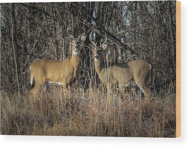 Deer Wood Print featuring the photograph Rocky Mountain Deer #4 by Philip Rodgers