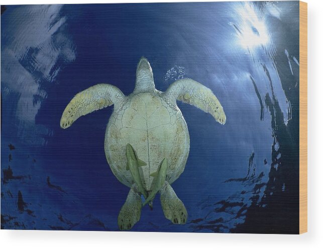 Green Turtle
Ocean
Lagoon
Underwater
Wildlife
Nature
Honu
Chelonia Wood Print featuring the photograph Surface #4 by Serge Melesan