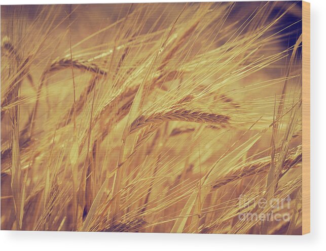 Wheat Wood Print featuring the photograph Wheat #4 by Jelena Jovanovic