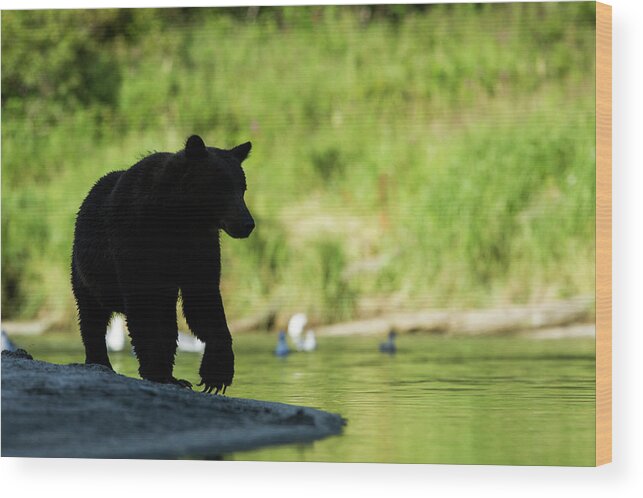 Water's Edge Wood Print featuring the photograph Brown Bear, Katmai National Park, Alaska #5 by Paul Souders