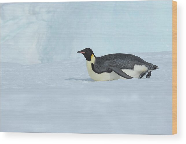 Emperor Penguin Wood Print featuring the photograph Emperor Penguin #6 by Raimund Linke