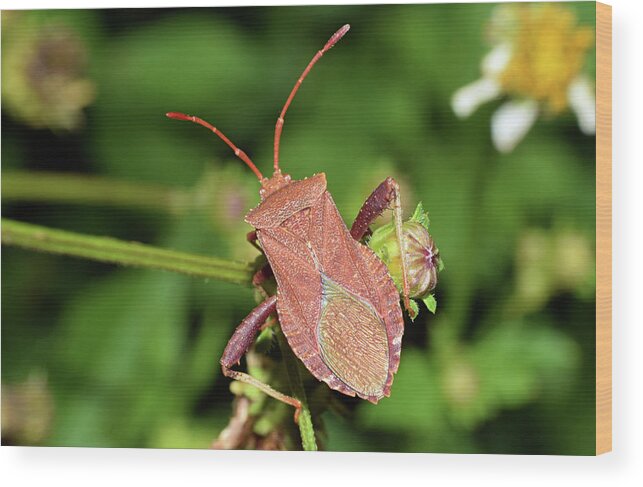 Photograph Wood Print featuring the photograph Leaf Footed Bug #6 by Larah McElroy