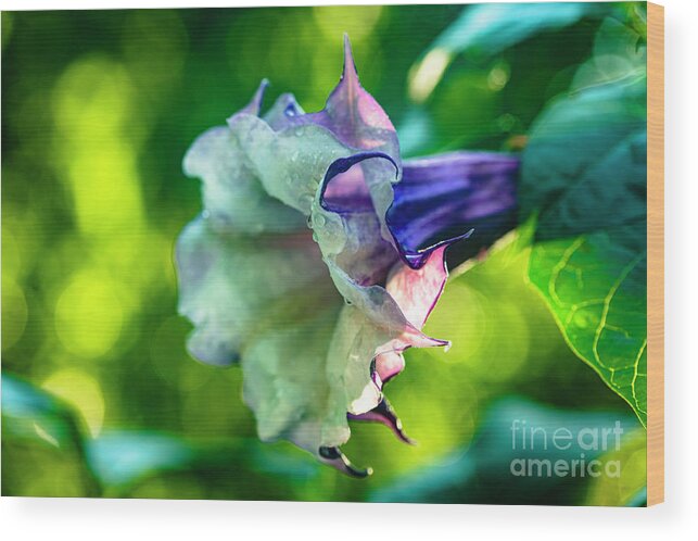 Brugmansia Wood Print featuring the photograph Purple Trumpet Flower #6 by Raul Rodriguez