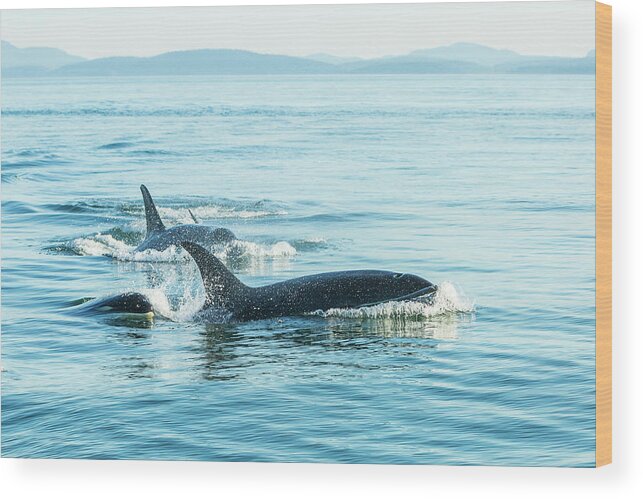 Blue Wood Print featuring the photograph Surfacing Resident Orca Whales #6 by Stuart Westmorland