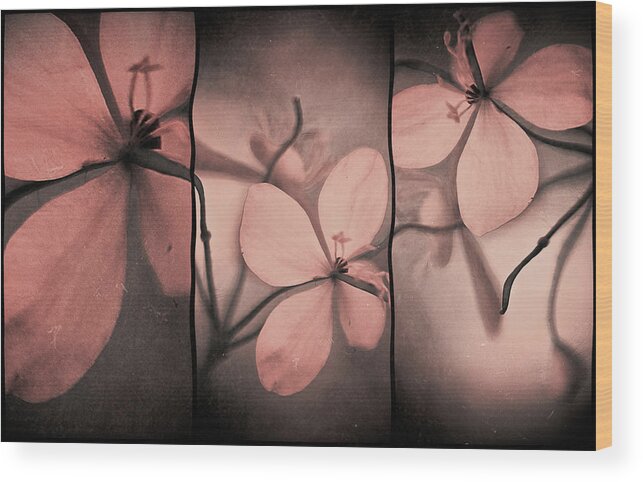 Triptych Wood Print featuring the photograph Untitled #7 by Krisztina Lacz