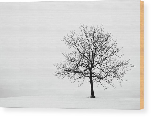 Tree Wood Print featuring the photograph Winter #7 by Ian Middleton