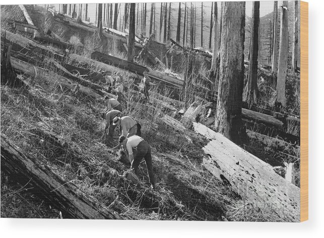 Burnt Wood Print featuring the photograph U.s. Forest Service #8 by Bettmann