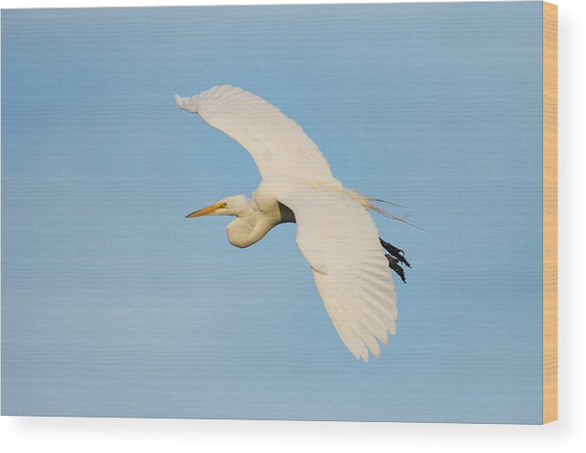 Adrea Herodias Wood Print featuring the photograph Great Blue Heron (ardea Herodias #9 by Larry Ditto