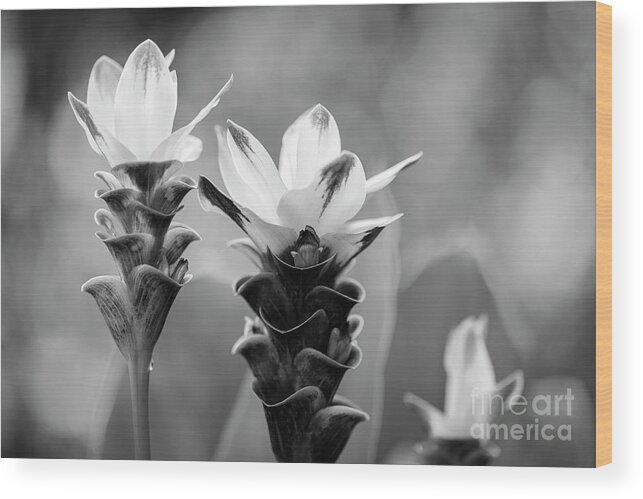 Background Wood Print featuring the photograph White Curcuma Flower #9 by Raul Rodriguez