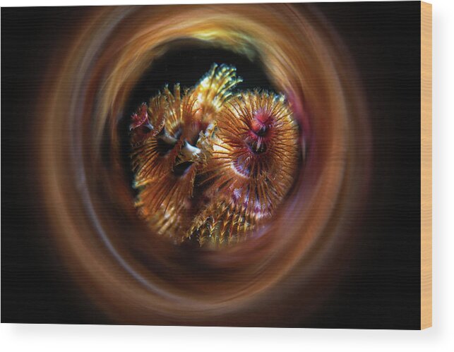Anilao Wood Print featuring the photograph A Christmas Tree Worm Is Framed by Stocktrek Images