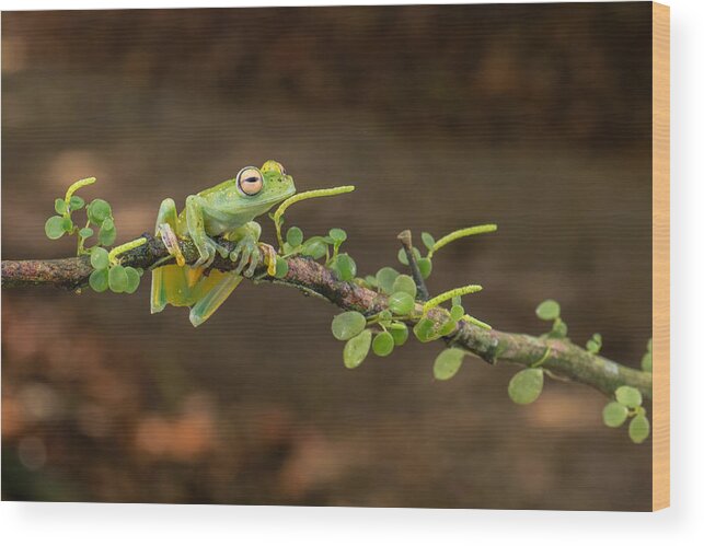 Macro.nature Wood Print featuring the photograph A Costa Rica Frog by Sheila Xu