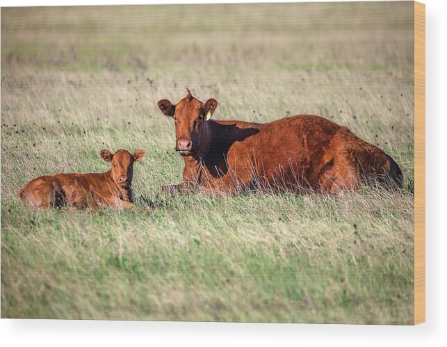 Red Angus Wood Print featuring the photograph A Cow and Her Calf by Todd Klassy