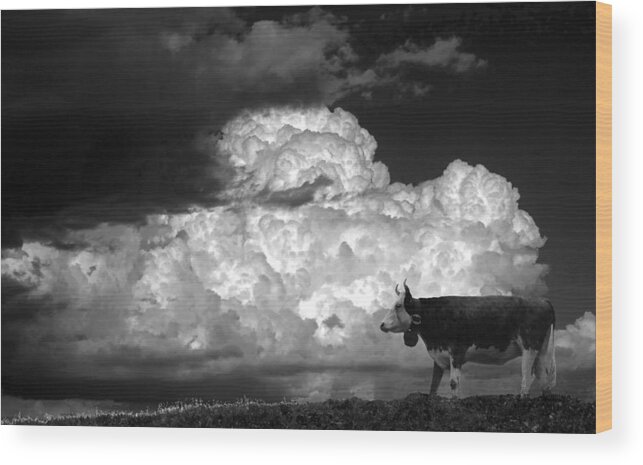 Cow Wood Print featuring the photograph A Cow In The Pasture by Giorgio Pizzocaro