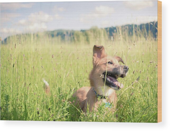 Dog Wood Print featuring the photograph A Dog in the Park by Nicole Young
