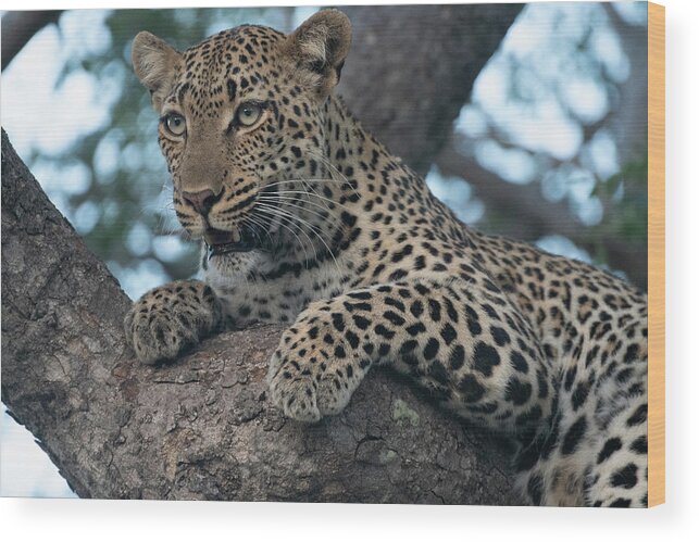 Leopard Wood Print featuring the photograph A Focused Leopard by Mark Hunter