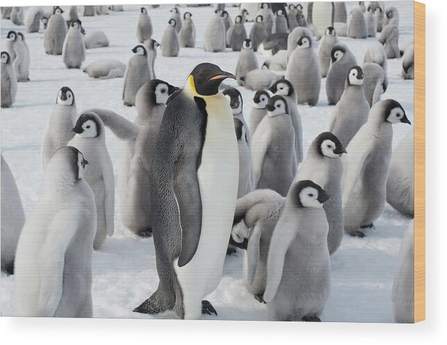 Emperor Penguin Wood Print featuring the photograph A Group Of Emperor Penguins, One Adult by Mint Images - David Schultz