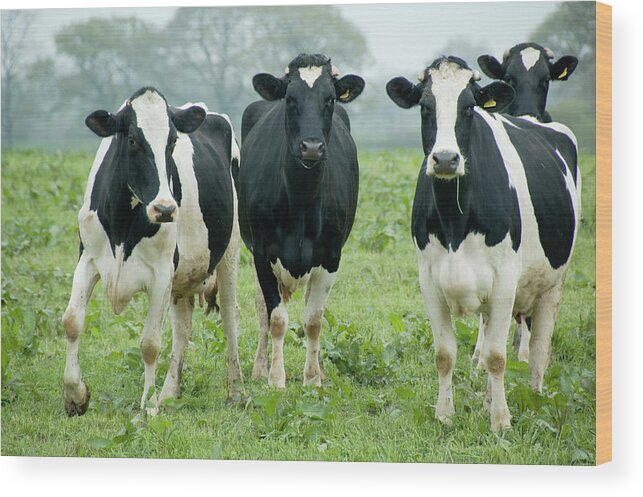 Black Color Wood Print featuring the photograph A Herd Of Cattle Looking At The Camera by Tbradford