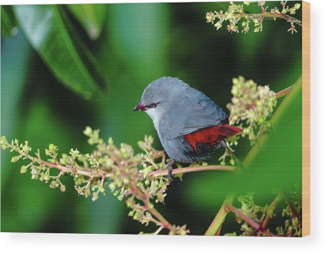 Hawaii Wood Print featuring the photograph A Lavender Waxbill by John Bauer