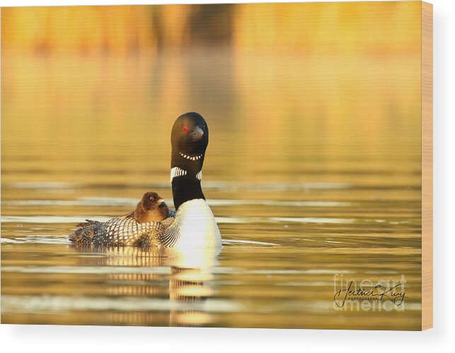 Loon Wood Print featuring the photograph A mid morning summer dream by Heather King