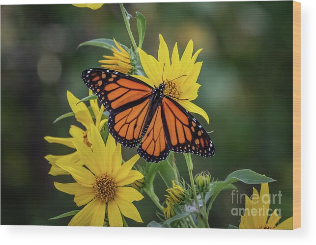 Danaus Plexippus Wood Print featuring the photograph A Monarch butterfly Perched on Sunflowers by Richard Smith