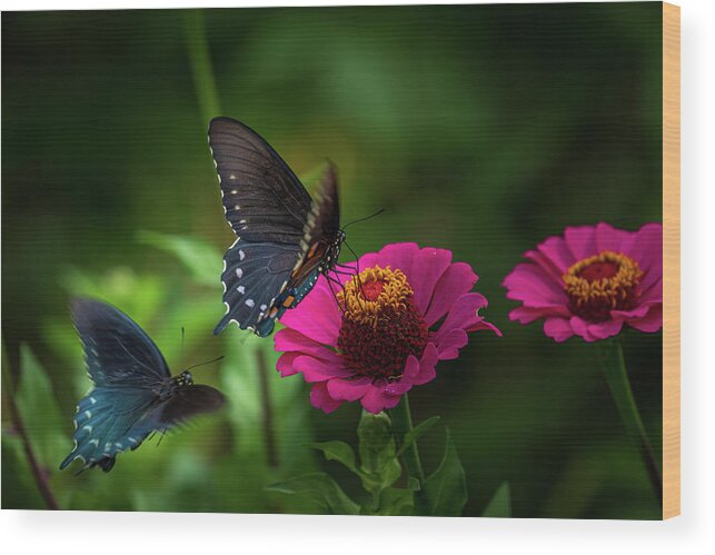 Butterfly Wood Print featuring the photograph A Pair of Butterfiles by Allin Sorenson