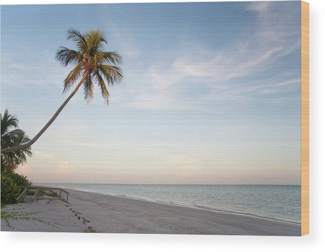 Outdoors Wood Print featuring the photograph A Palm Tree Leaning Over The Beach At by Driendl Group
