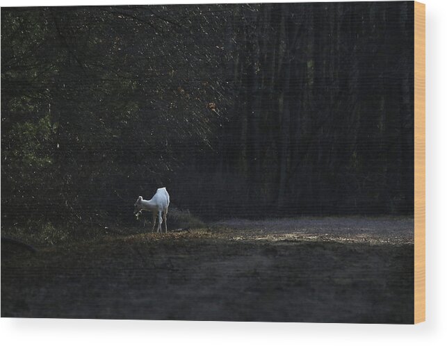 White Wood Print featuring the photograph A Ray of Light by Brook Burling