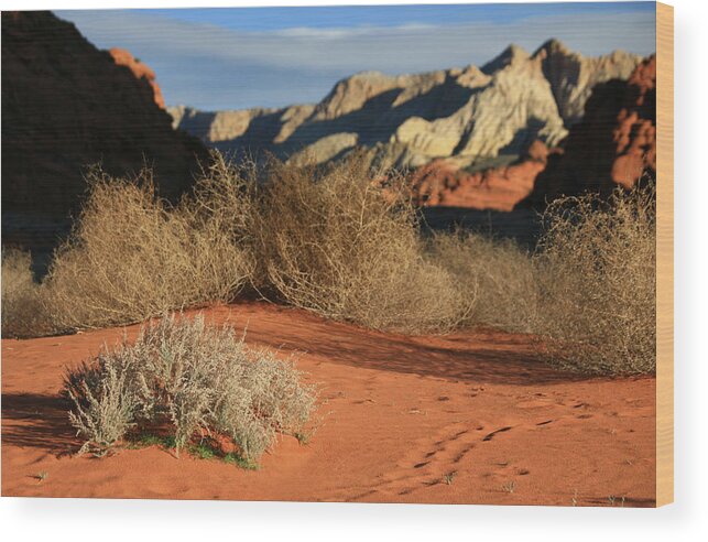 Scenics Wood Print featuring the photograph A Series Of Tumbleweeds In A Burnt by Imaginegolf