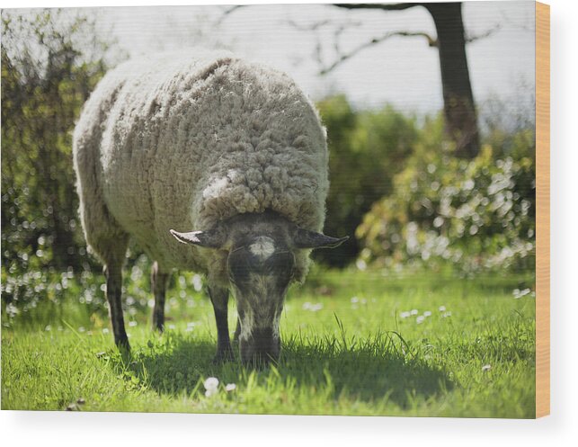 Vancouver Island Wood Print featuring the photograph A Sheep Grazes On The Grass by Helene Cyr / Design Pics