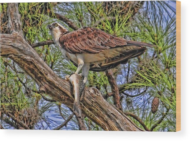 Osprey Wood Print featuring the photograph A Speckled Trout Breakfast by HH Photography of Florida