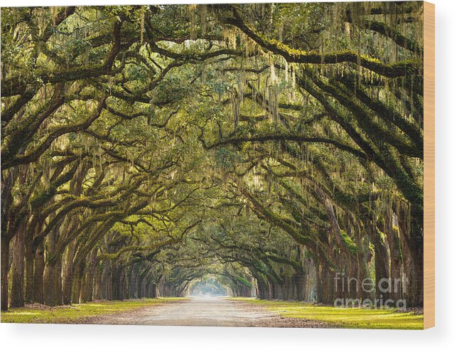 Forsyth Wood Print featuring the photograph A Stunning Long Path Lined by Serge Skiba