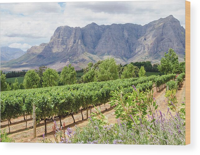 Africa Wood Print featuring the photograph A view at Delaire Graff Wine Estate by Rob Huntley
