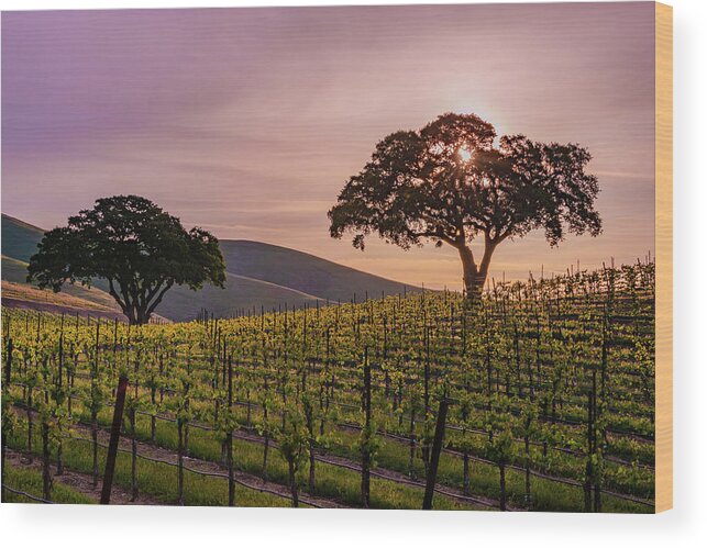 Paso Robles Wood Print featuring the photograph A Vineyard Sunrise. by Joseph Smith