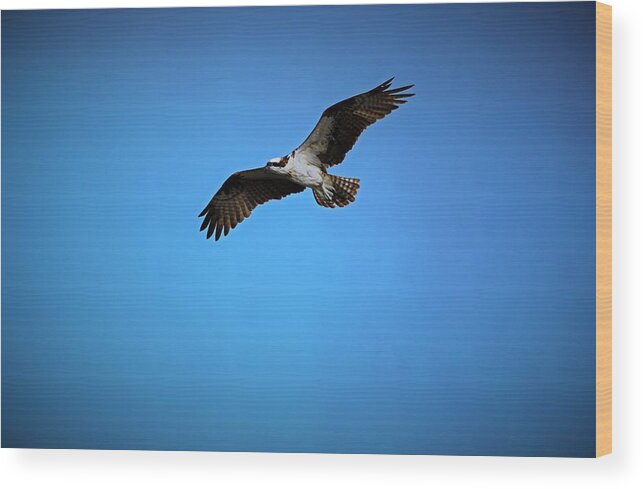 Osprey Wood Print featuring the photograph Above the Clouds by Michiale Schneider