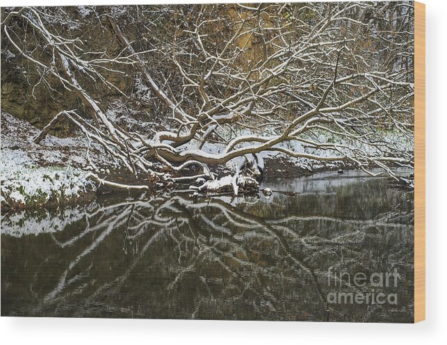 Trees Wood Print featuring the photograph Abstract Tree and Snow Reflection by Tamara Becker