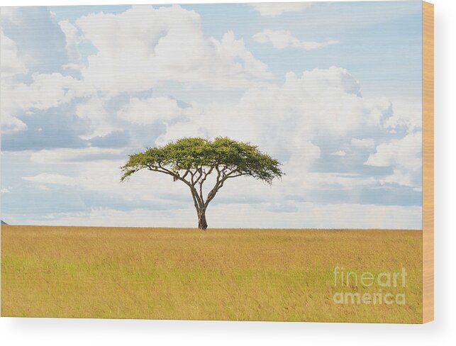 Africa Wood Print featuring the photograph Green Tree Of Life - Serengeti 5100 - Safari Tanzania East Africa by Amyn Nasser Photo - Neptune Images