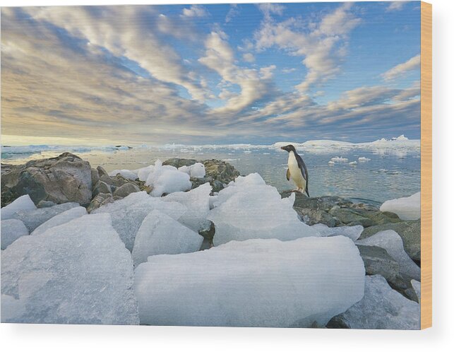 Snow Wood Print featuring the photograph Adelie Penguins, Holtedehl Bay by Eastcott Momatiuk